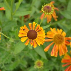 Helenium Waltraut