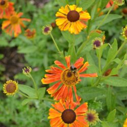 Helenium Waltraut