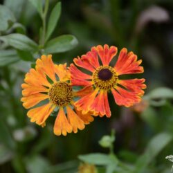 Helenium Waltraut