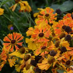 Helenium Waltraut