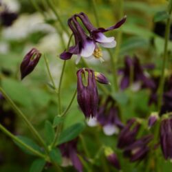 Aquilegia vulgaris William Guiness