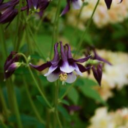 Aquilegia vulgaris William Guiness