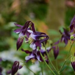 Aquilegia vulgaris William Guiness