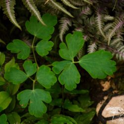 Aquilegia vulgaris William Guiness