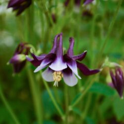 Aquilegia vulgaris William Guiness