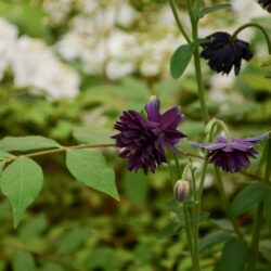 Aquilegia vulgaris var. stellata Black Barlow