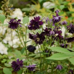 Aquilegia vulgaris var. stellata Black Barlow