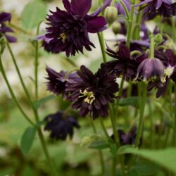 Aquilegia vulgaris var. stellata Black Barlow