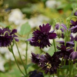 Aquilegia vulgaris var. stellata Black Barlow