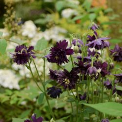 Aquilegia vulgaris var. stellata Black Barlow