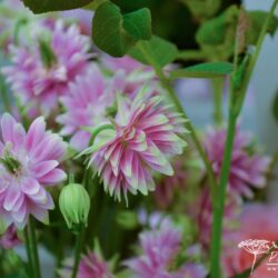 Aquilegia vulgaris var. stellata Nora Barlow