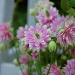 Aquilegia vulgaris var. stellata Nora Barlow