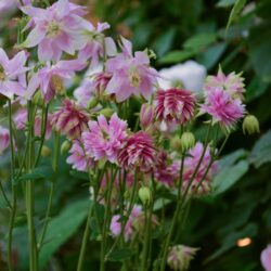 Aquilegia vulgaris var. stellata Nora Barlow