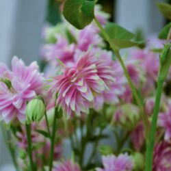 Aquilegia vulgaris var. stellata Nora Barlow