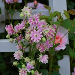 Aquilegia vulgaris var. stellata Nora Barlow