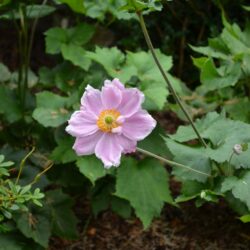 Anemone x hybrida Konigin Charlotte