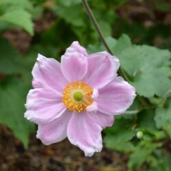 Anemone x hybrida Konigin Charlotte