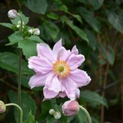 Anemone x hybrida Konigin Charlotte