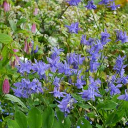 Aquilegia Hensol Harebell