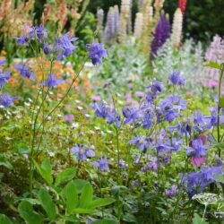 Aquilegia Hensol Harebell