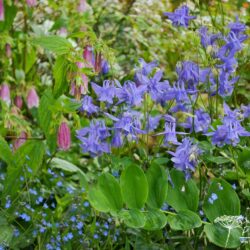 Aquilegia Hensol Harebell