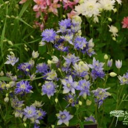 Aquilegia vulgaris Clementine Blue