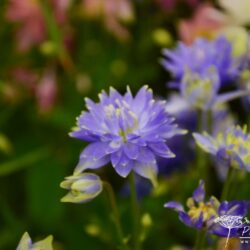 Aquilegia vulgaris Clementine Blue