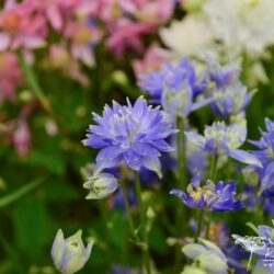 Aquilegia vulgaris Clementine Blue