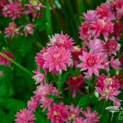 Aquilegia vulgaris Clementine Red