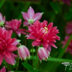 Aquilegia vulgaris Clementine Red