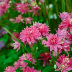 Aquilegia vulgaris Clementine Red