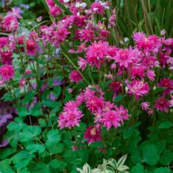 Aquilegia vulgaris Clementine Red