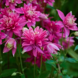 Aquilegia vulgaris Clementine Red