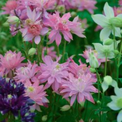 Aquilegia vulgaris Clementine Salmon Rose