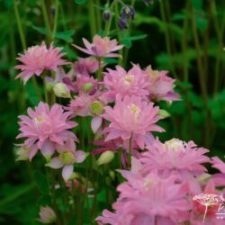 Aquilegia vulgaris Clementine Salmon Rose