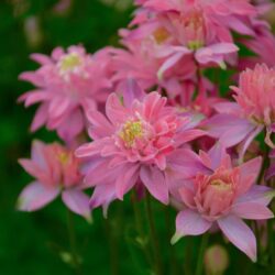 Aquilegia vulgaris Clementine Salmon Rose