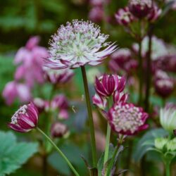 Astrantia Star of Passion