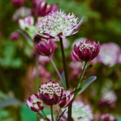 Astrantia Star of Passion