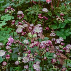 Astrantia Star of Passion