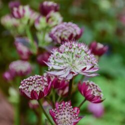 Astrantia Star of Passion