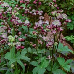 Astrantia Star of Passion