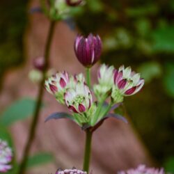 Astrantia Star of Passion