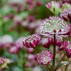 Astrantia Star of Passion