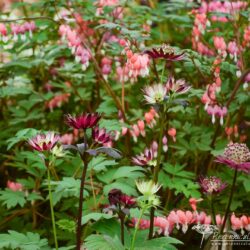 Astrantia major Gill Richardsor Group