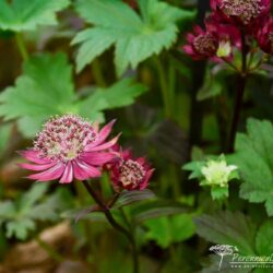 Astrantia major Gill Richardsor Group