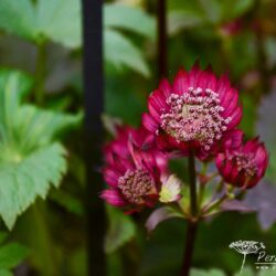 Astrantia major Gill Richardsor Group