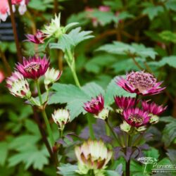 Astrantia major Gill Richardsor Group