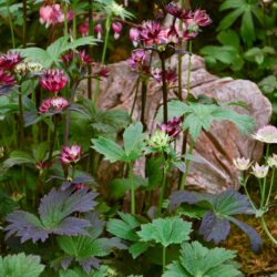 Astrantia major Gill Richardsor Group