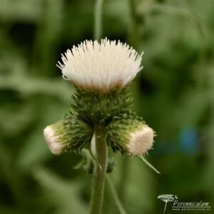 Cirsium rivulare Frosted Magic