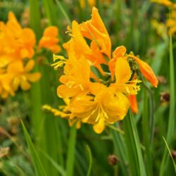 Crocosmia Walberton Yellow